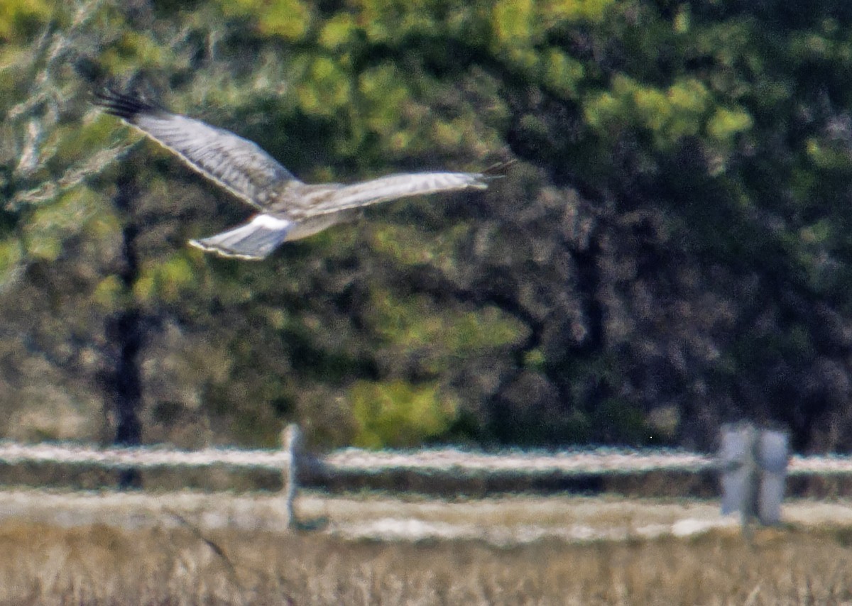 Northern Harrier - ML542771151