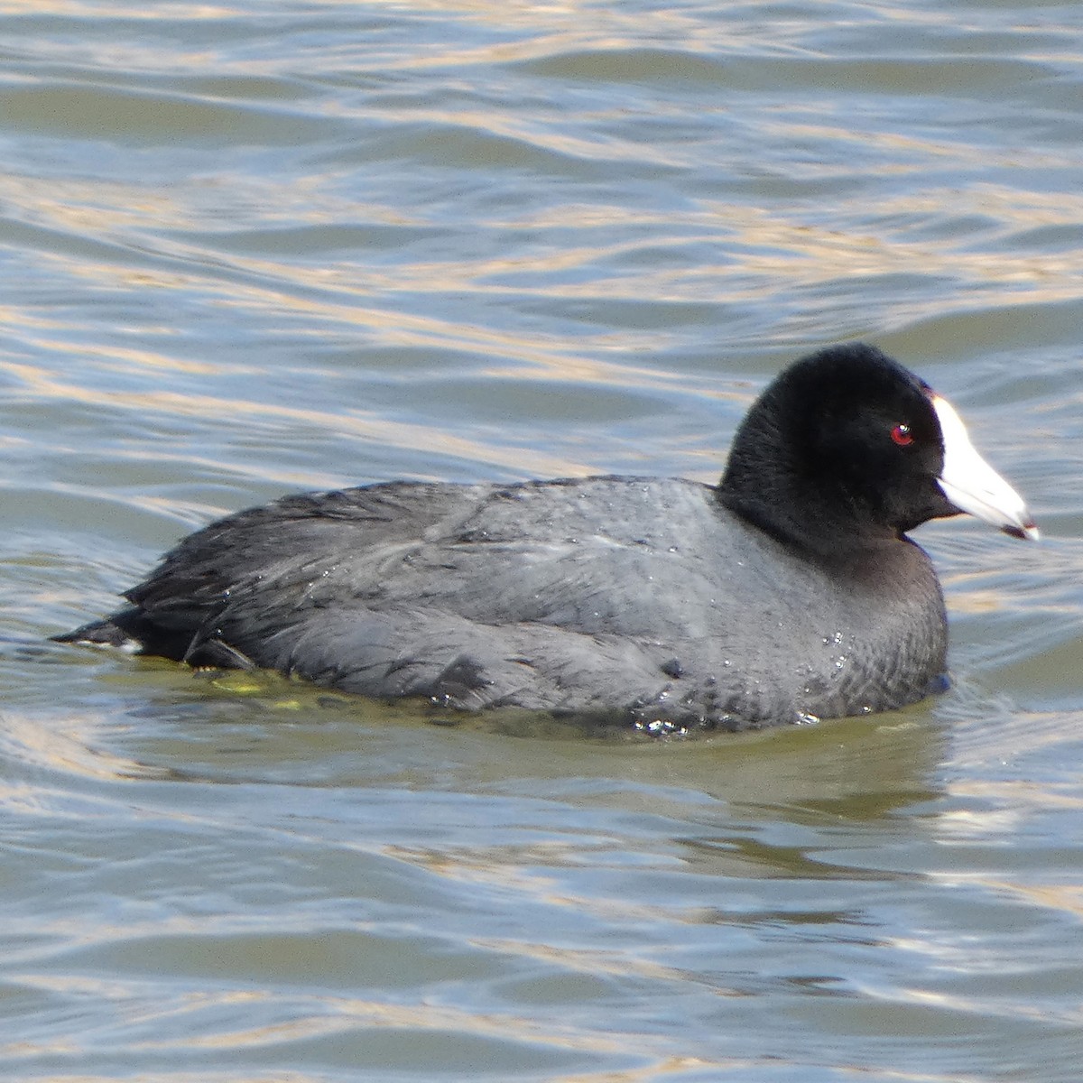 American Coot - ML542771171