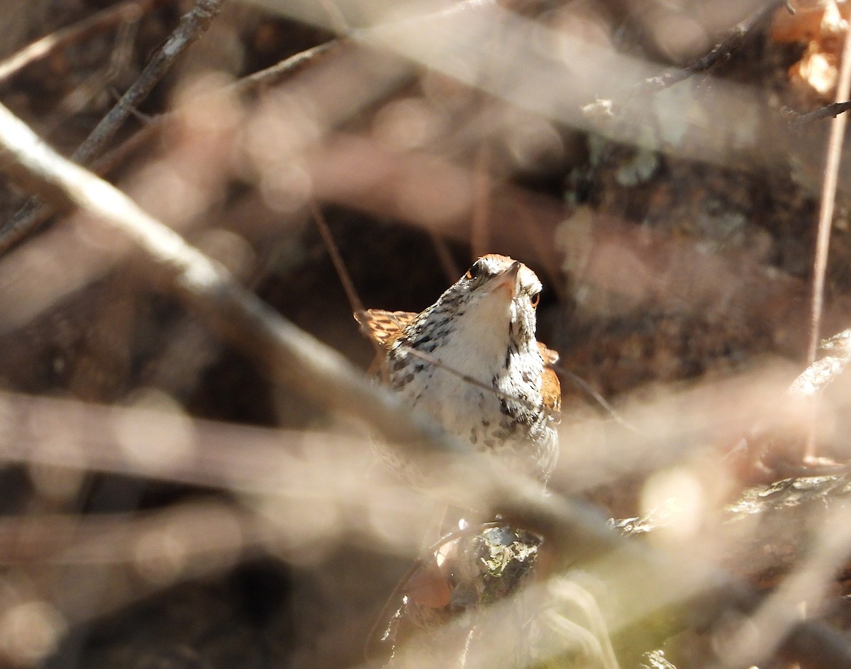 Banded Wren - Isaí López