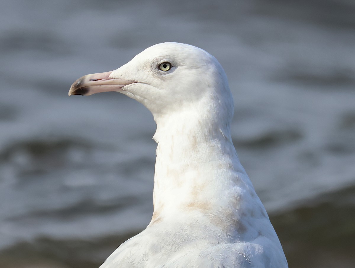 Glaucous Gull - Tom Younkin