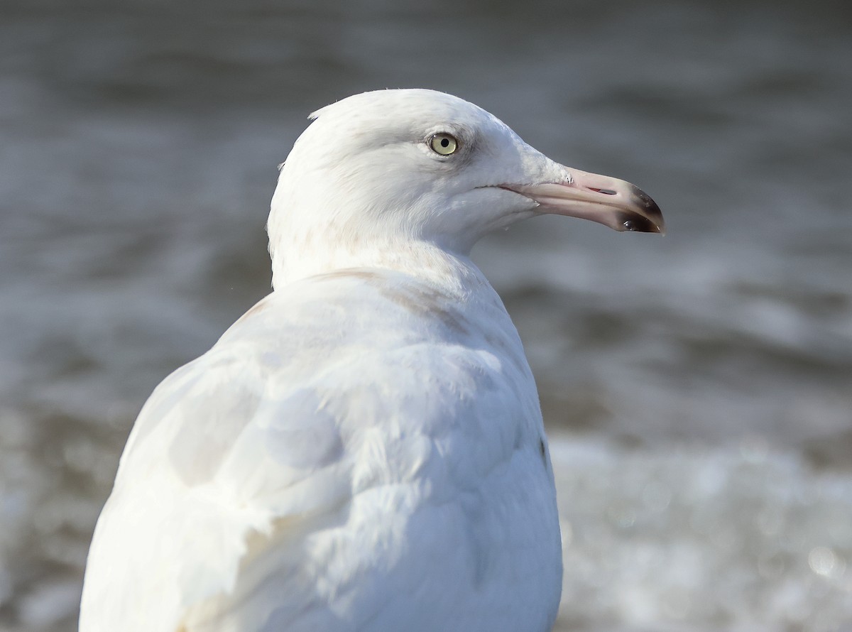 Glaucous Gull - ML542772391