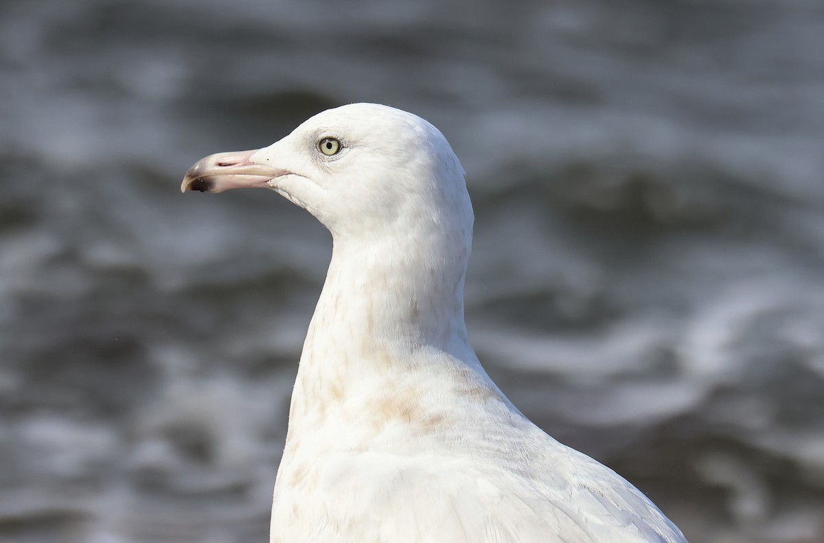 Glaucous Gull - ML542772401