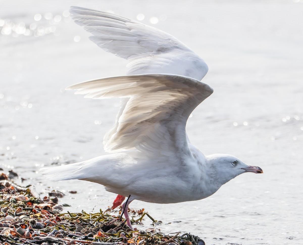 Glaucous Gull - ML542772411