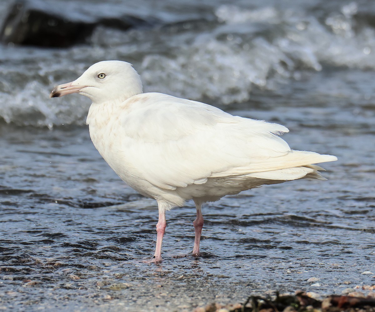 Glaucous Gull - Tom Younkin