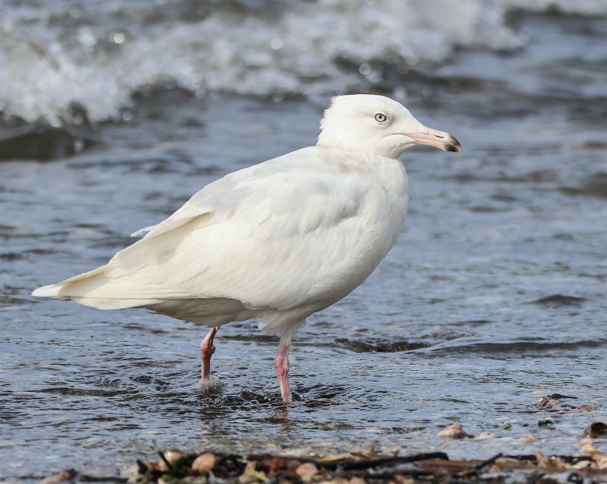 Glaucous Gull - Tom Younkin