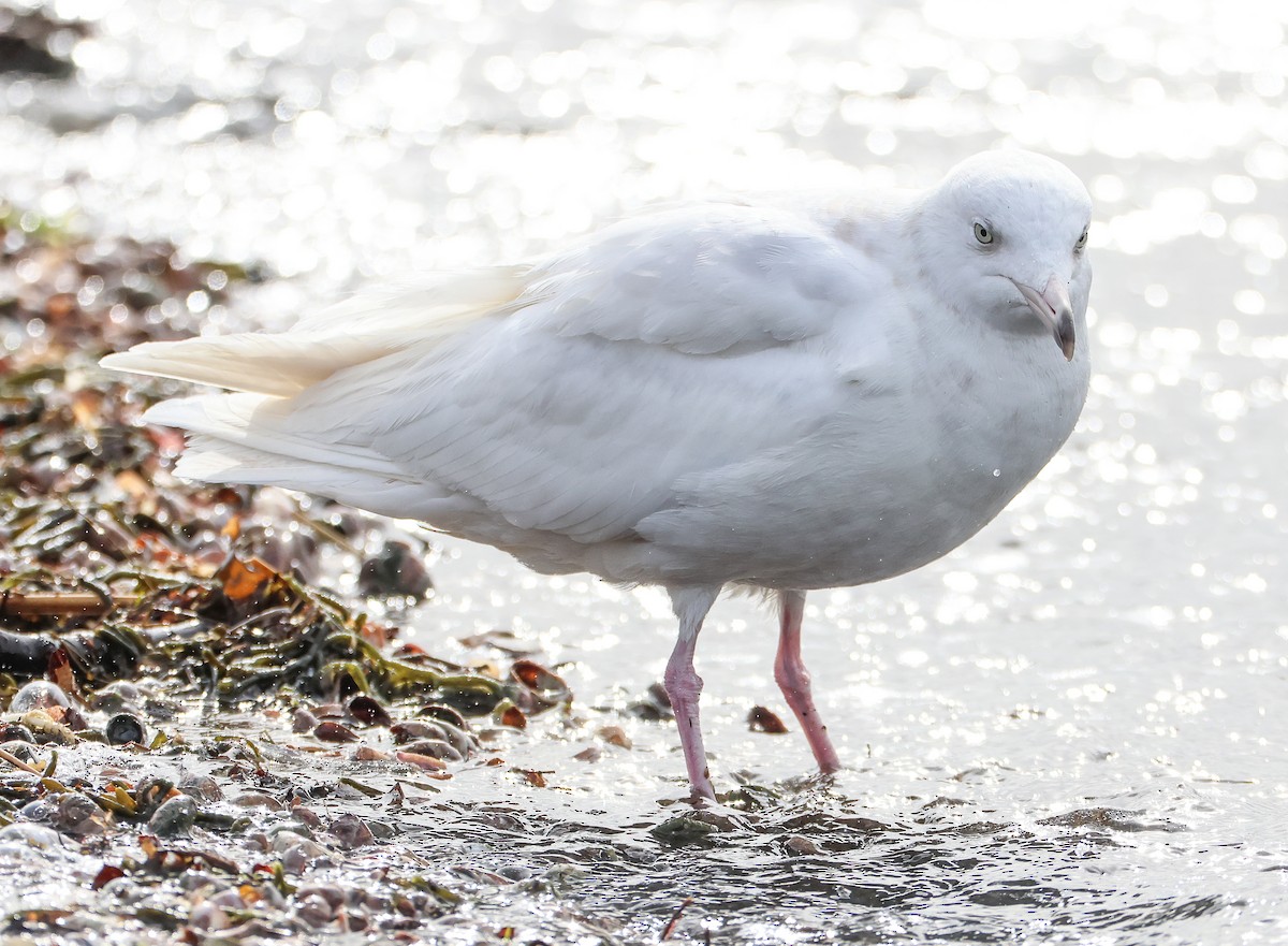 Glaucous Gull - ML542772471