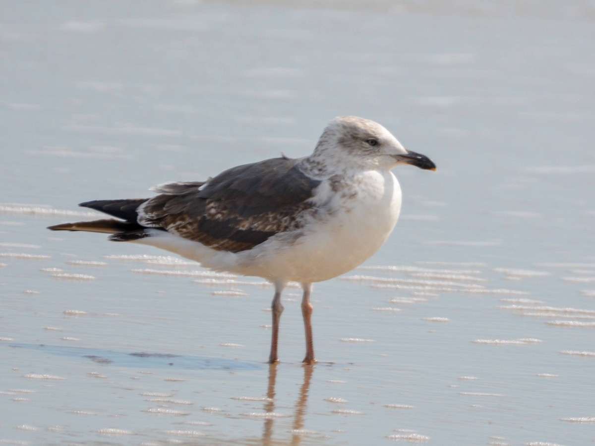 Gaviota Sombría - ML542774121