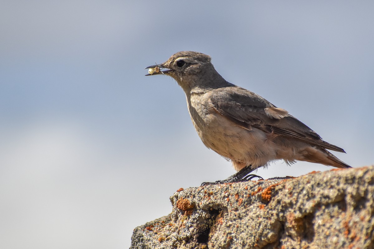 Rufous-banded Miner - Ezequiel Racker