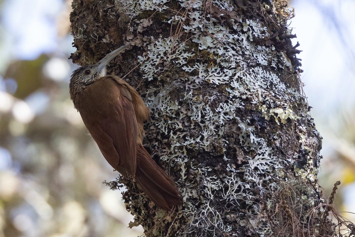 Strong-billed Woodcreeper - ML542775951