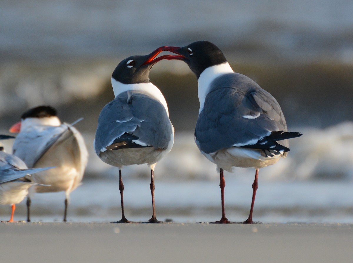 Gaviota Guanaguanare - ML54277671