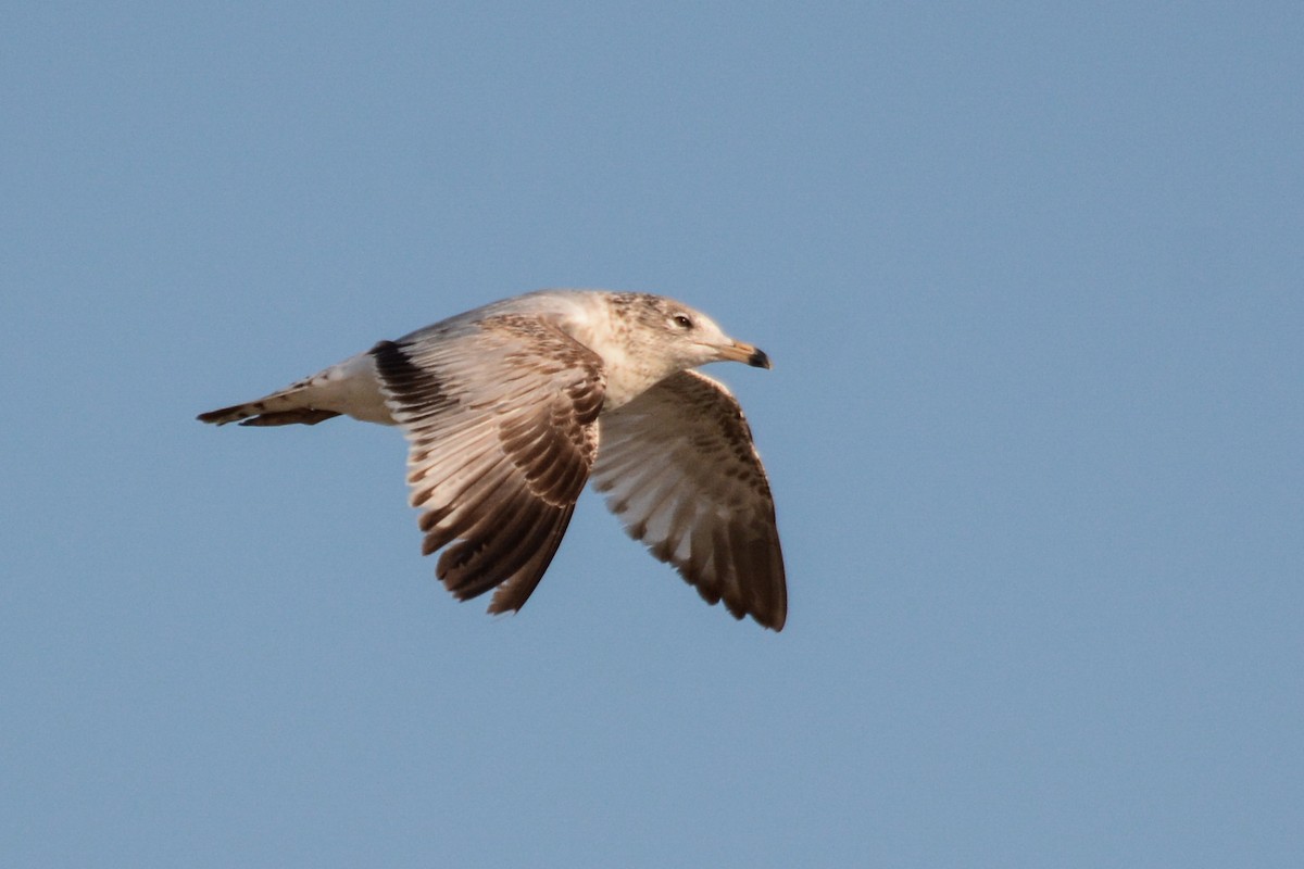 Ring-billed Gull - Patrick Maurice