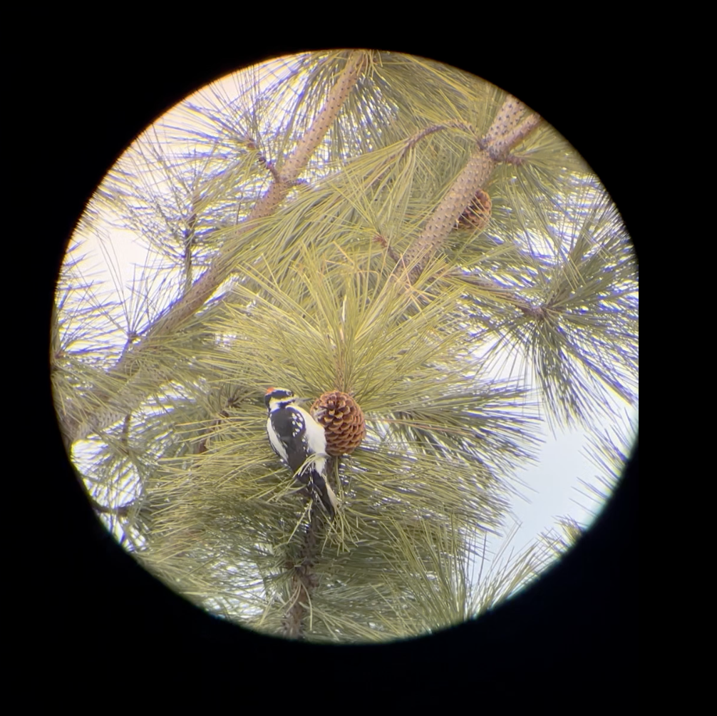 Hairy Woodpecker - ML542777391