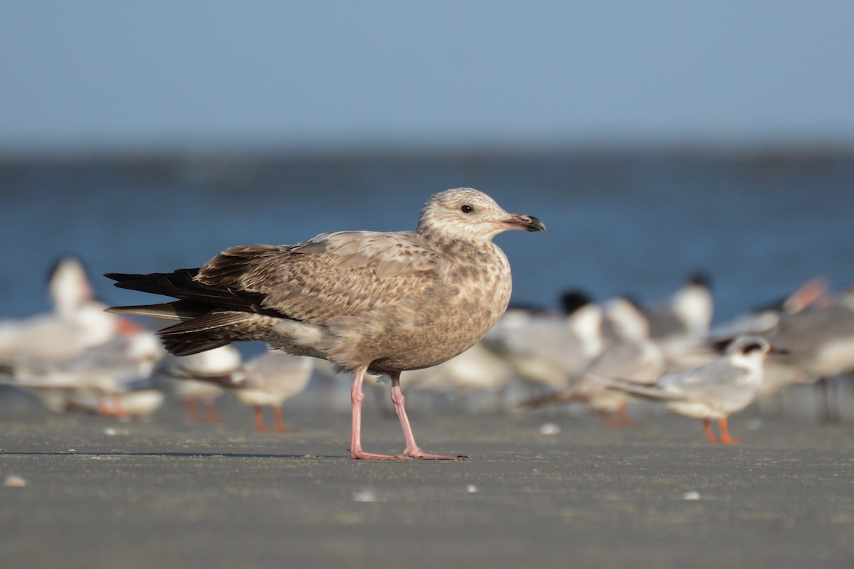 racek stříbřitý (ssp. smithsonianus) - ML54277741