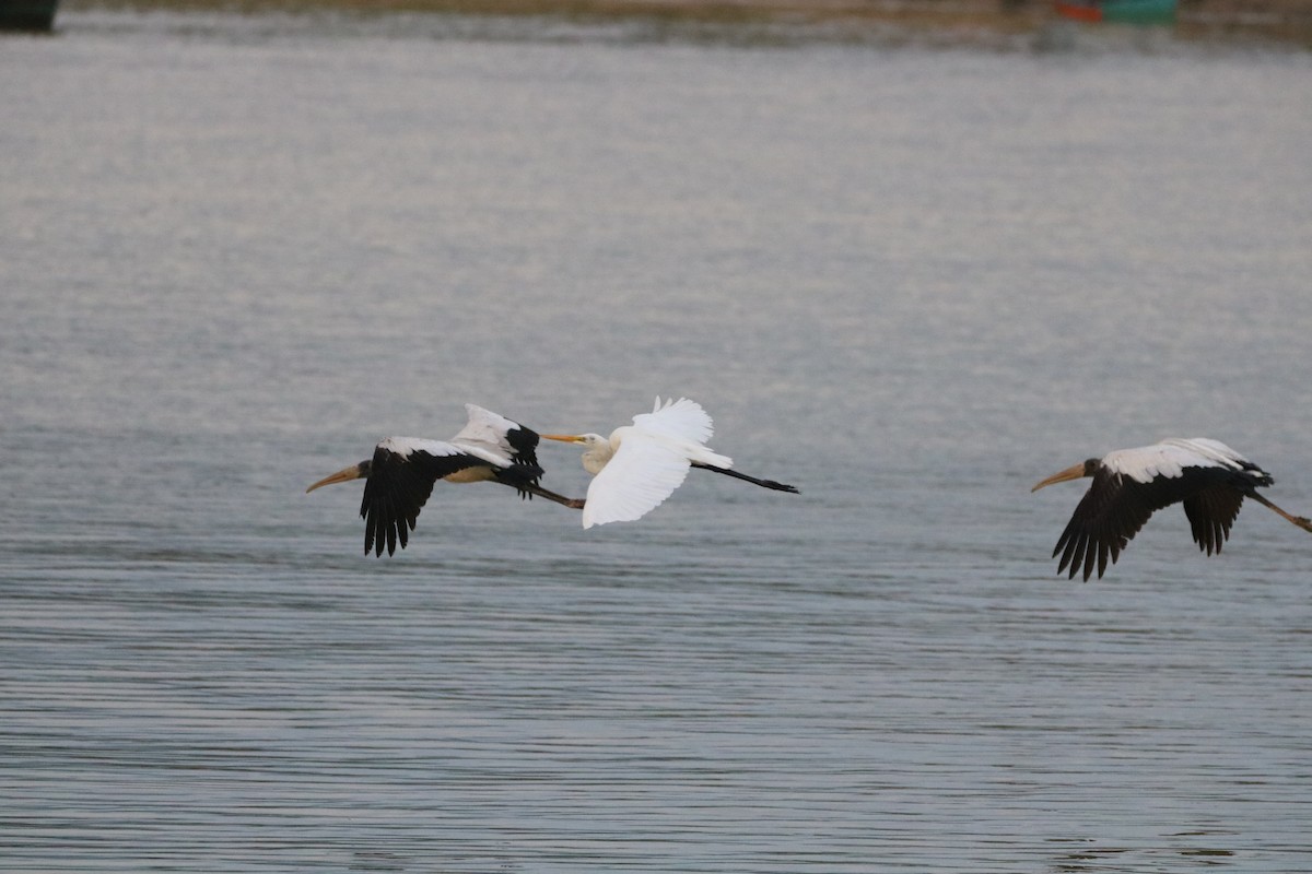 Wood Stork - ML542777441