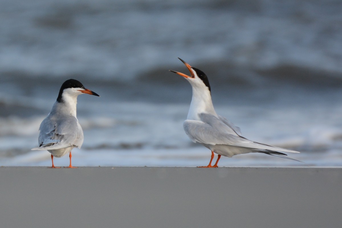 Forster's Tern - Patrick Maurice