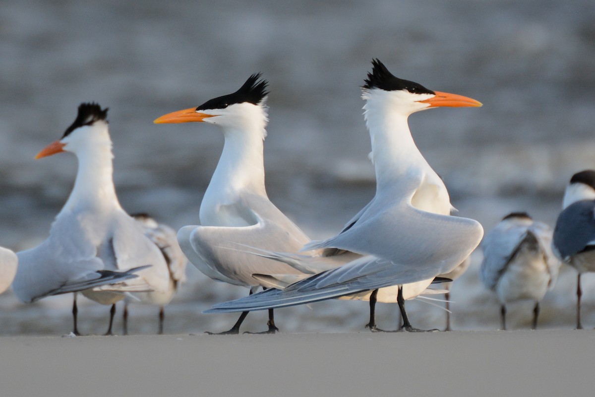 Royal Tern - Patrick Maurice