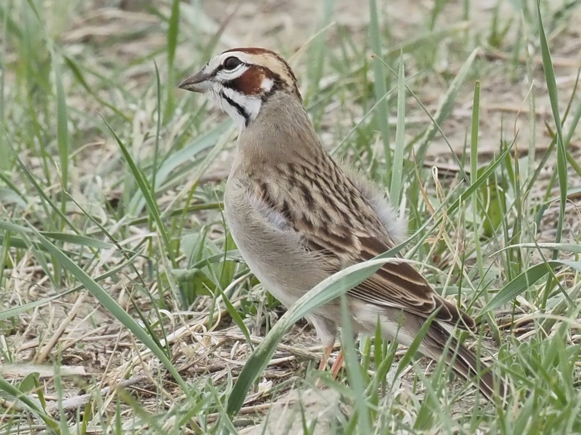 Lark Sparrow - Ellen  Cantor