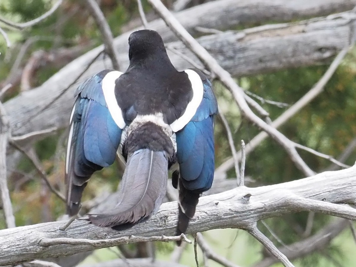 Black-billed Magpie - ML542778751