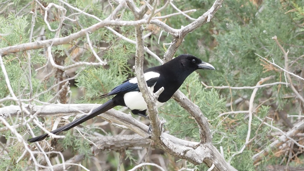 Black-billed Magpie - Ellen  Cantor