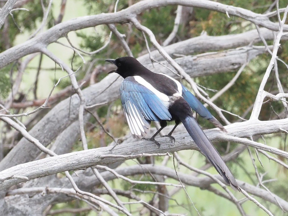 Black-billed Magpie - ML542778771