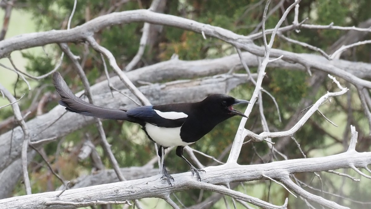 Black-billed Magpie - ML542778781