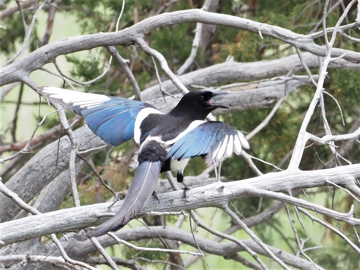 Black-billed Magpie - ML542778801