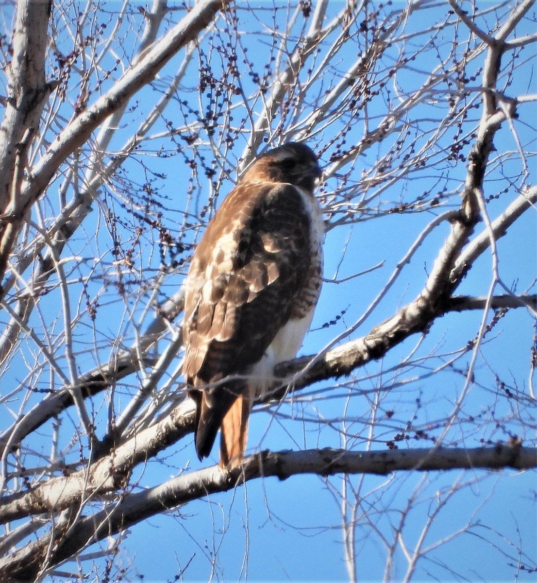 Red-tailed Hawk (calurus/alascensis) - ML542779981