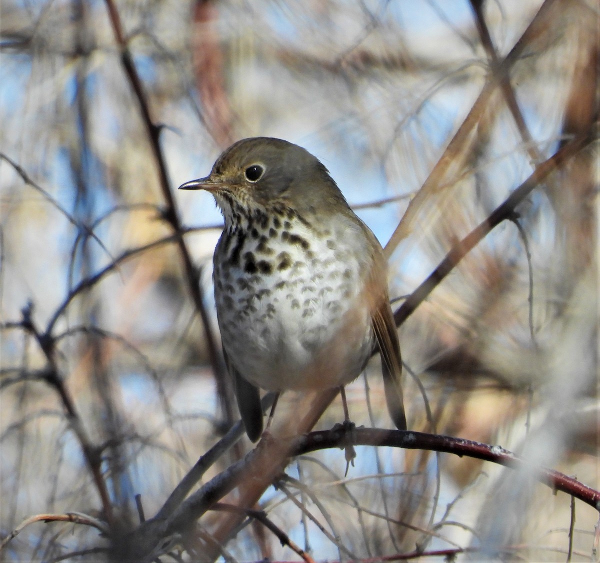 Hermit Thrush - ML542780111