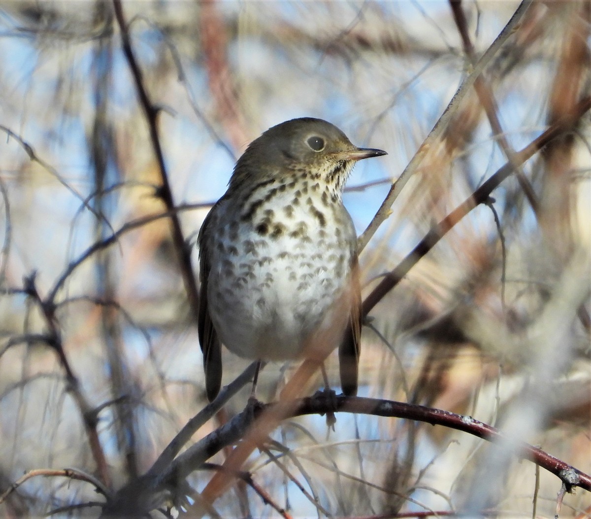 Hermit Thrush - ML542780281