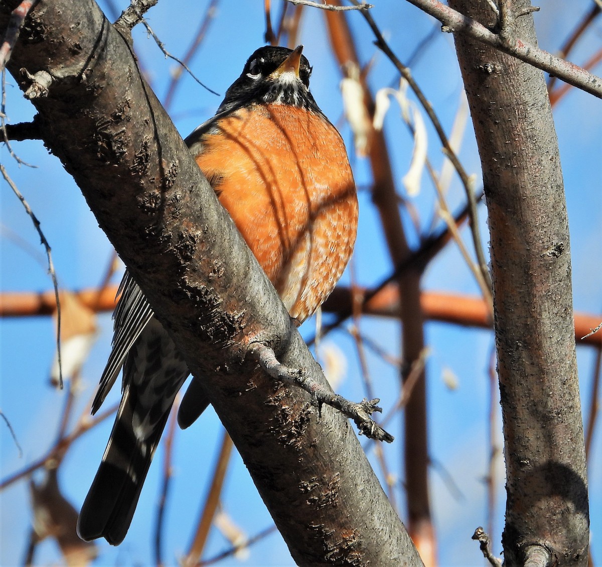 American Robin - ML542780391