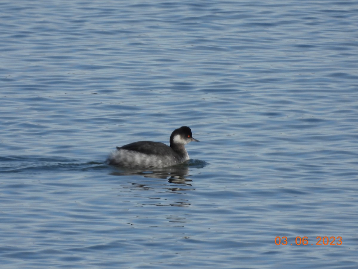 Eared Grebe - ML542780921