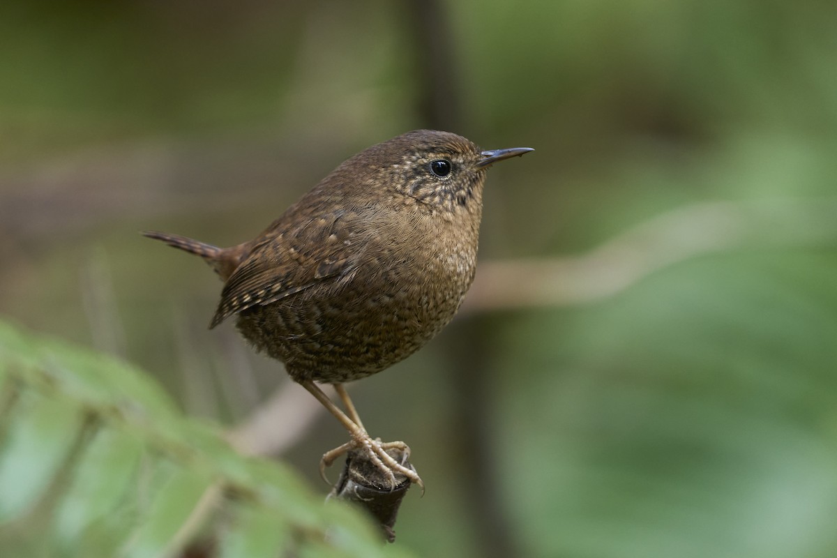 Pacific Wren - Jonathan Casanova