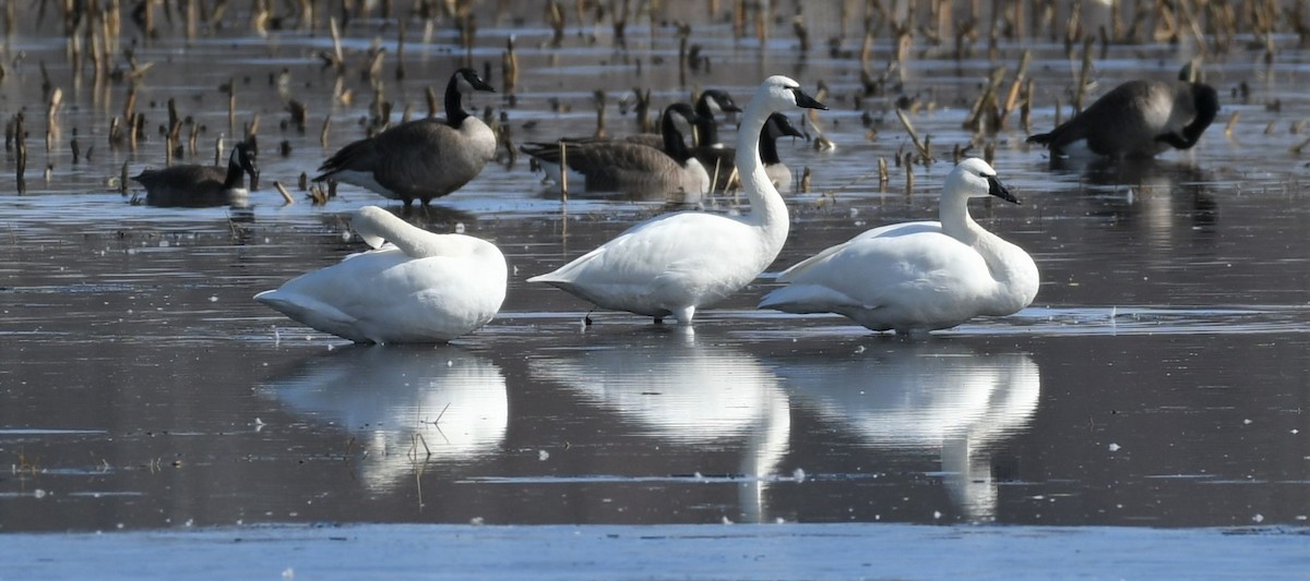 Cygne siffleur - ML542781441