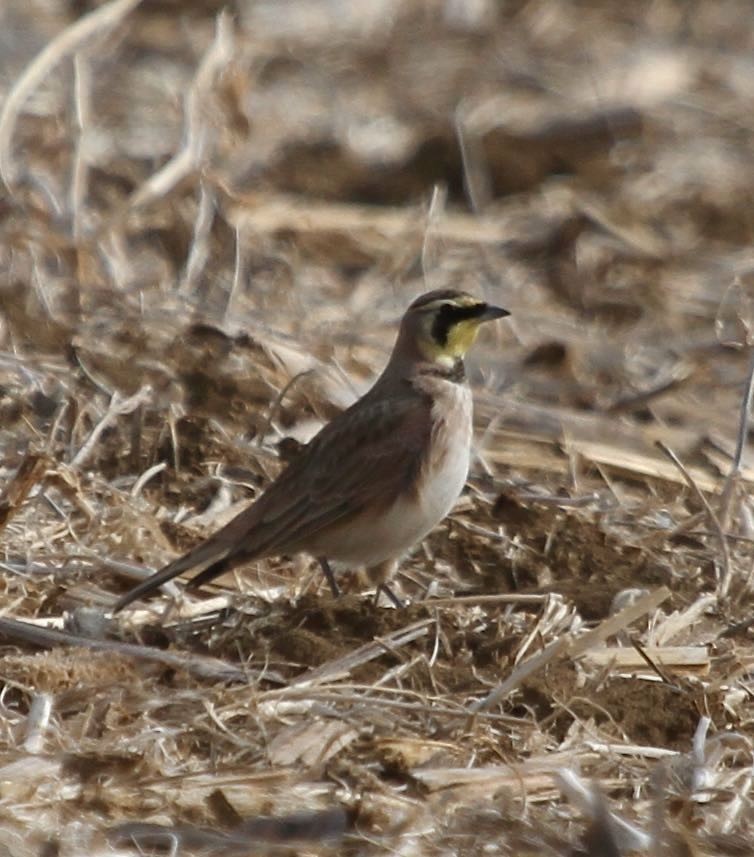 Horned Lark - ML542781601