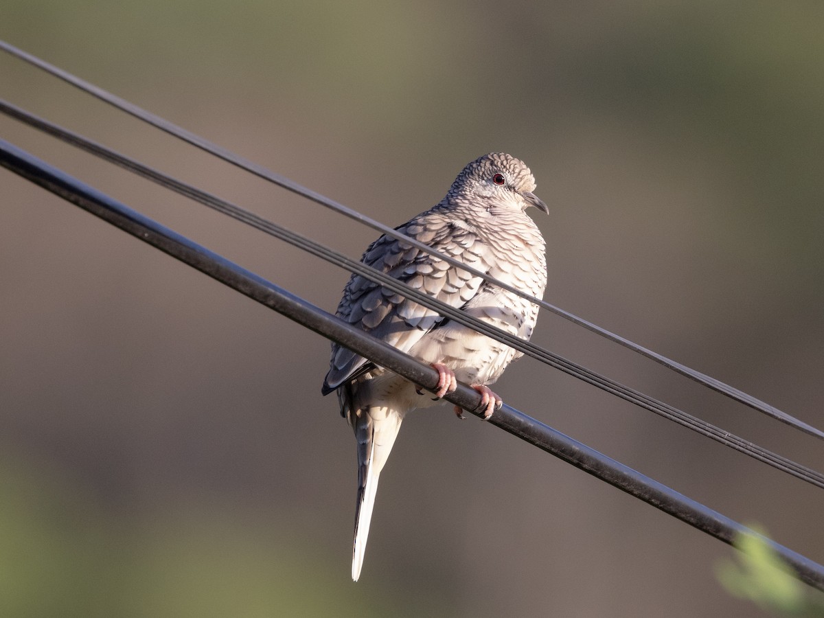 Scaled Dove - ML542781971