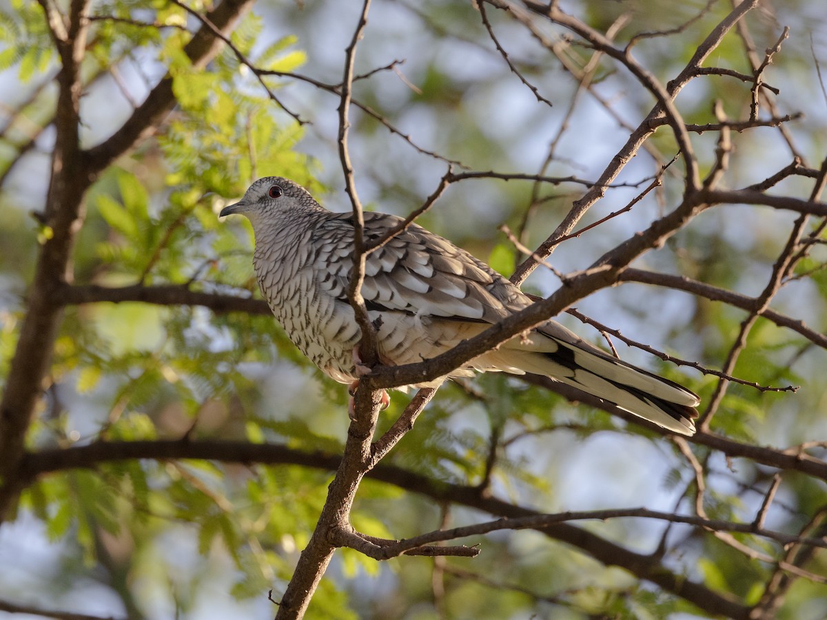 Scaled Dove - ML542781981