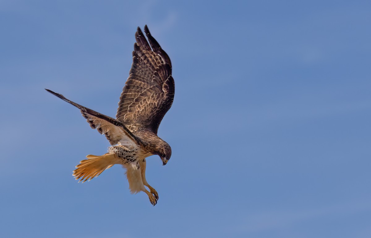 Red-tailed Hawk - William Culp