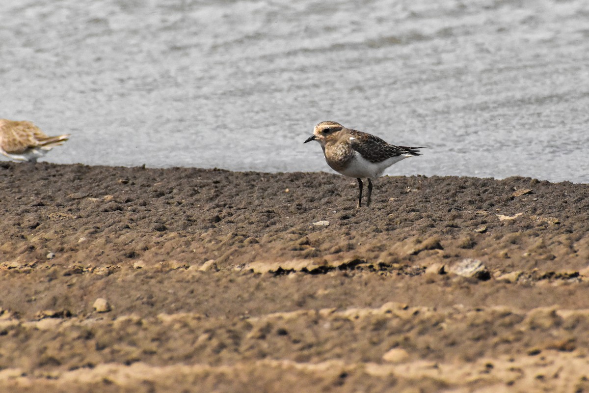 Rufous-chested Dotterel - Ezequiel Racker