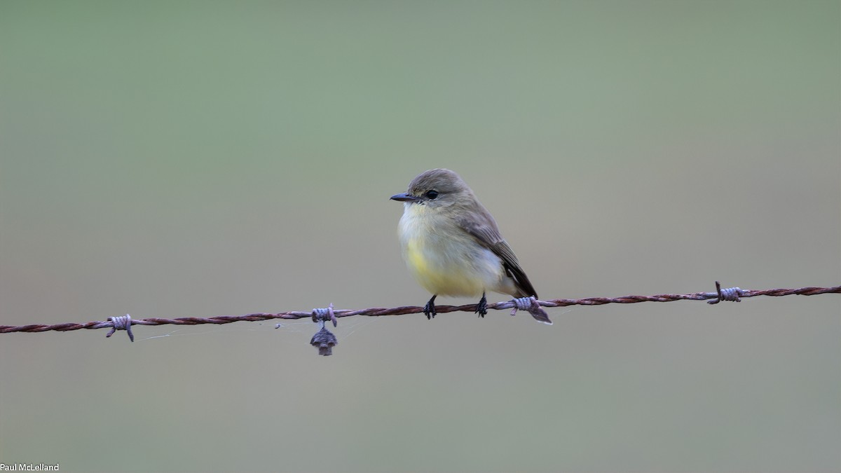 Lemon-bellied Flyrobin - ML542782701