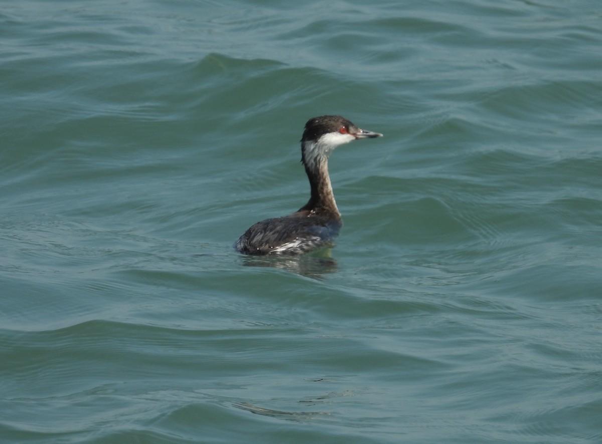 Horned Grebe - ML542783231