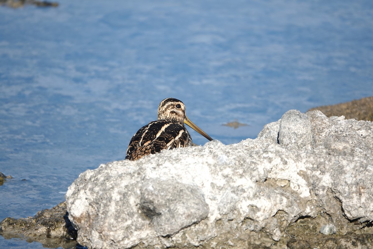 Magellanic Snipe - ML542783301