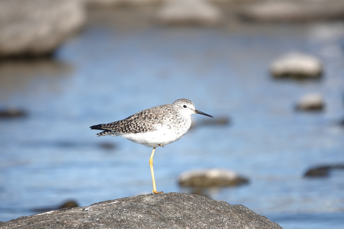 Lesser Yellowlegs - Víctor Leiva Muñoz