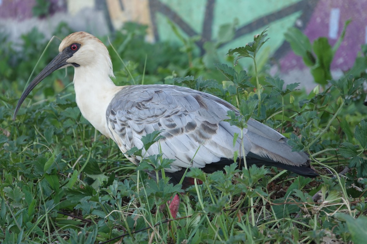 ibis laločnatý - ML542783591