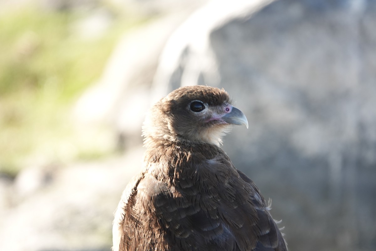 Chimango Caracara - Víctor Leiva Muñoz