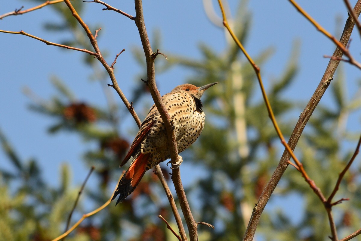 Northern Flicker (Red-shafted) - Ed Klassen