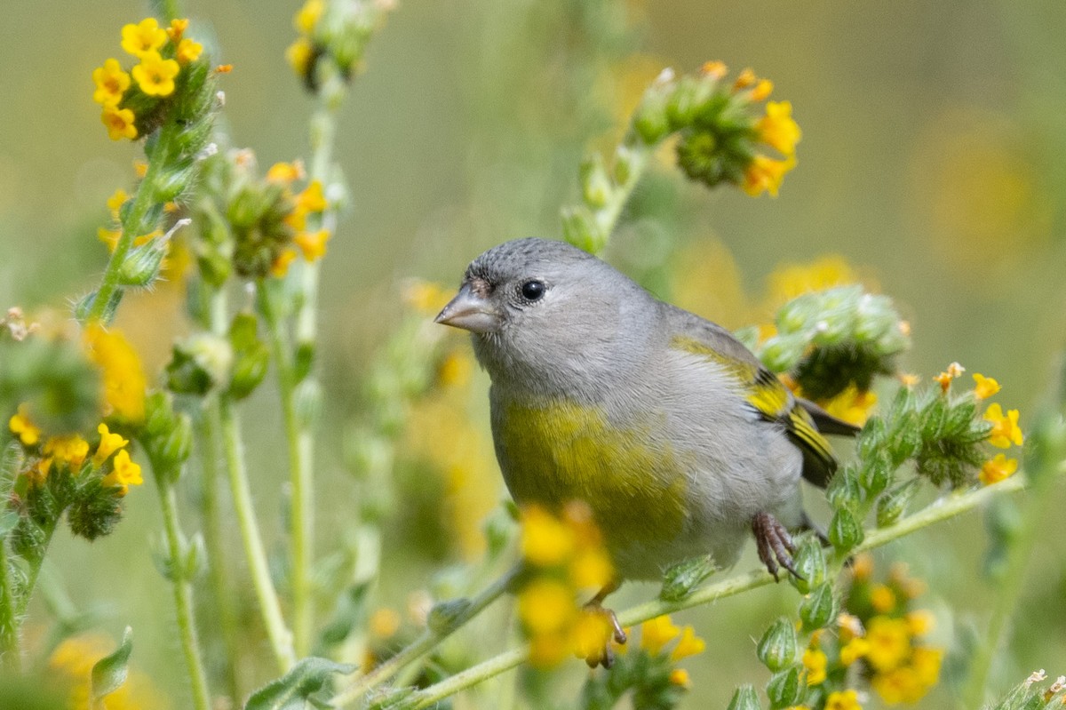 Lawrence's Goldfinch - ML542788861
