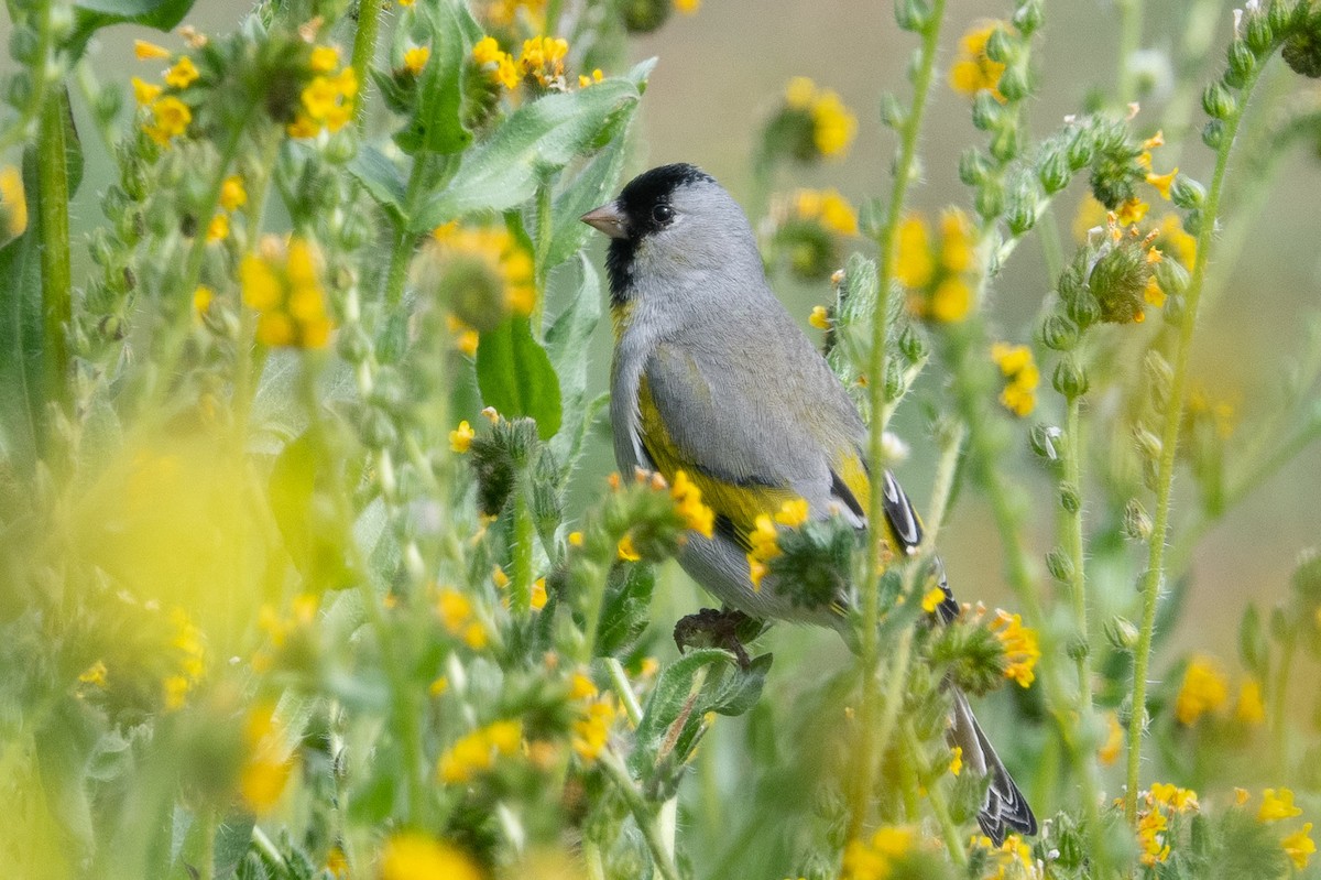 Lawrence's Goldfinch - ML542789001