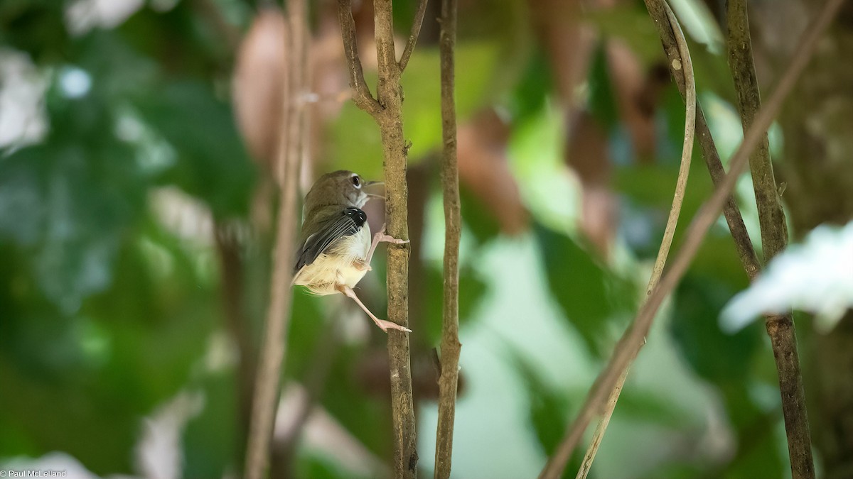 Tropical Scrubwren - ML542789711