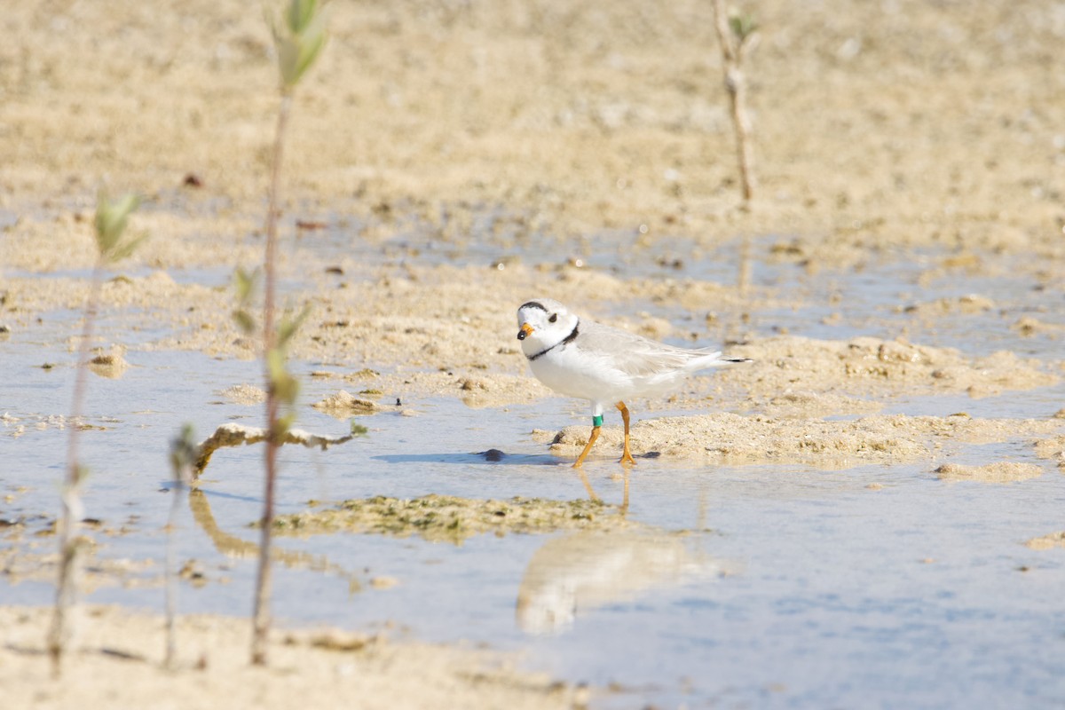 Piping Plover - ML542790591