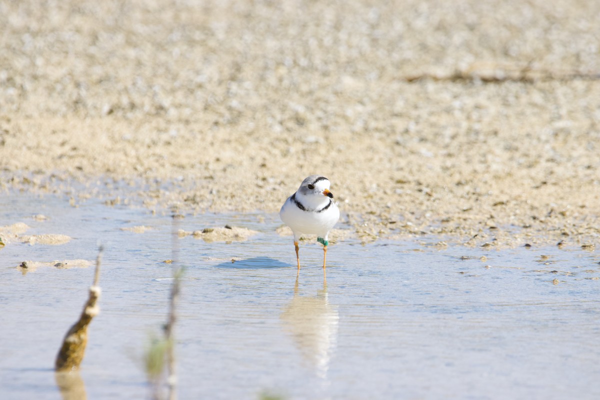 Piping Plover - ML542790601